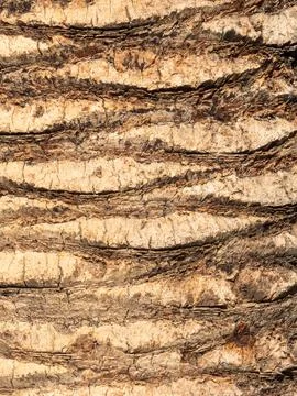 The surface of the date palm trunk in the rays of the morning sun Stock Photos