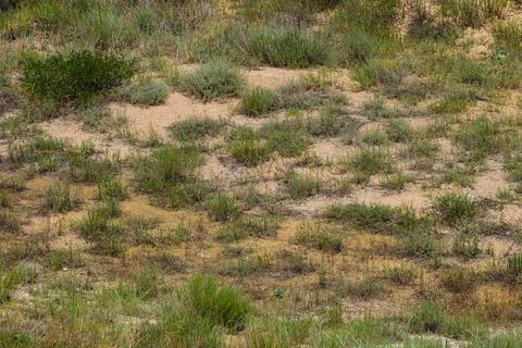 Surface of dry clay soil with sparse stunted vegetation Stock Photos