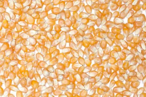 Surface of dry corn kernels on white table for background. Stock Photos