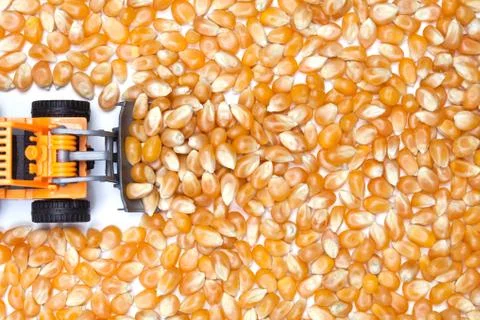 Surface of dry corn kernels on white table with small tractor. Stock Photos