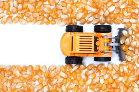 Surface of dry corn kernels on white table with small tractor. 写真素材
