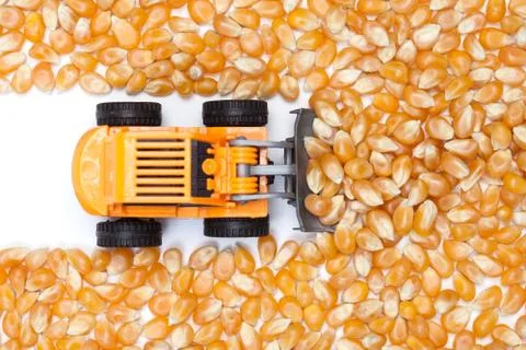 Surface of dry corn kernels on white table with small tractor. Stock Photos