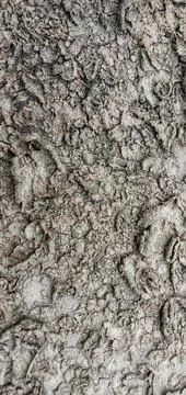 The surface of the dry soil is peeling Stock-Fotos