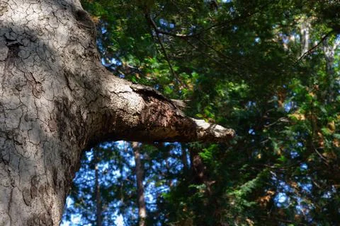 Surface of a dry tree in Japan Stock Photos