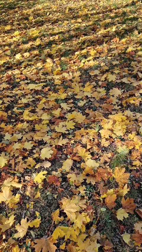 The surface of the earth is covered with fallen yellow leaves Stock Footage 331251918