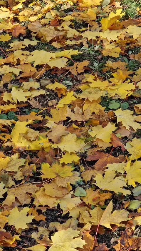 The surface of the earth is covered with fallen yellow leaves Stock Footage 331251930