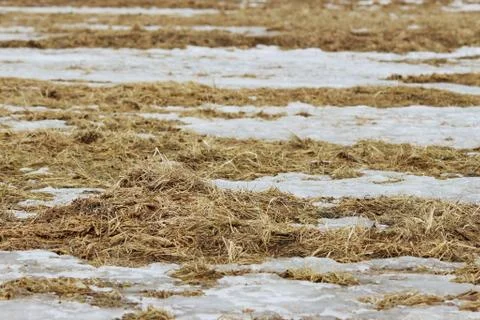 The surface of the earth with last year's grass and melting snow in early spring Stock Photos
