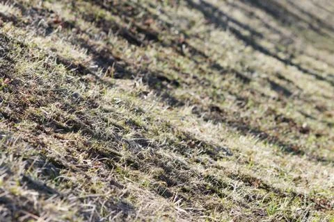 The surface of the earth with last year's grass and melted snow under the rays Photos