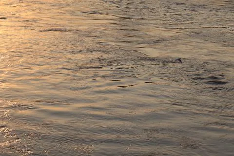 Surface of Elbe river in Dresden reflecting light at sunset Stock Photos