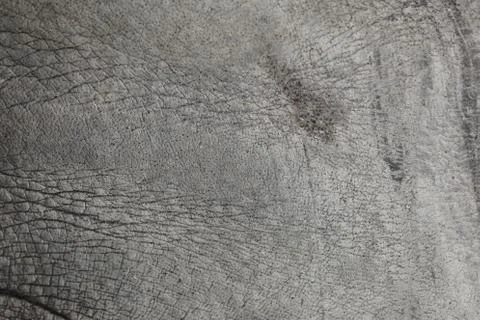 Surface of Elephant Leather skin background. 写真素材