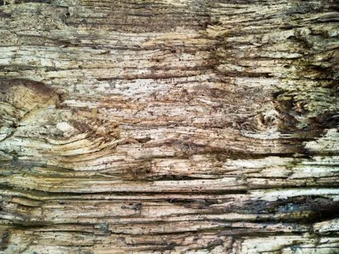 Surface eroded by time, old wood background Stock Photos