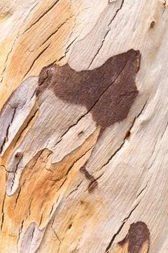 The surface of the eucalyptus trees. Stock Photos