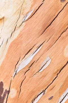 The surface of the eucalyptus trees. Stock Photos