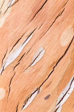 The surface of the eucalyptus trees. Stock Photos