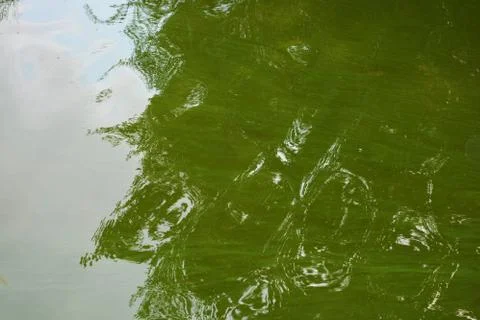 Surface, expanse of the Samara river covered with green algae. Stock Photos
