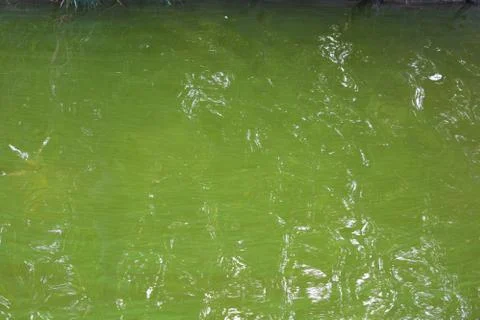 Surface, expanse of the Samara river covered with green algae. Stock Photos