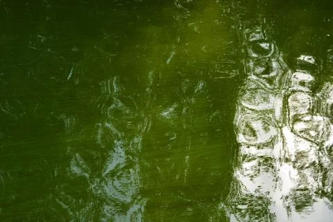 Surface, expanse of the Samara river covered with green algae. Foto stock