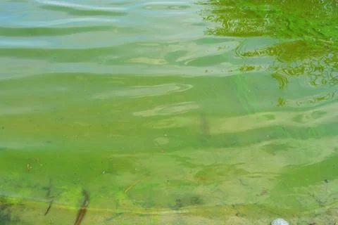 Surface, expanse of the Samara river covered with green algae. Foto stock