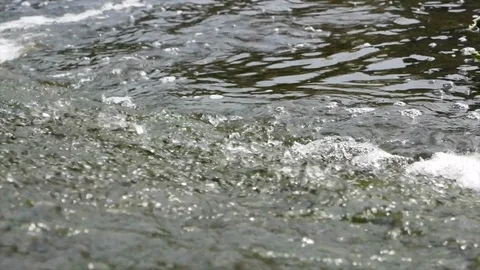 Surface of fast flowing water in a stream with plants floating on water surface Stock Footage 113607082