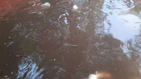 Surface Feeding Catfish Foraging in Murky Water, Close-up Action Shot of Fi.. Vídeo Stock 337952455