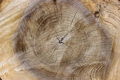 Surface of the felled tree Stock Photos