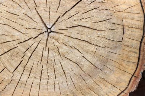 Surface of the felled tree Stock Photos