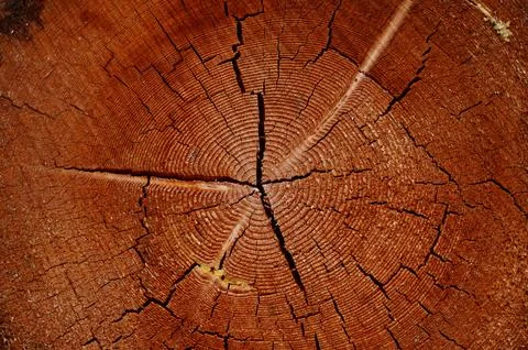 Surface a felled tree trunk background, wood texture of annual rings and cracks. Stock Photos