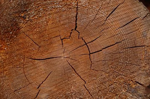 Surface a felled tree trunk background, wood texture of annual rings and cracks. Stock Photos