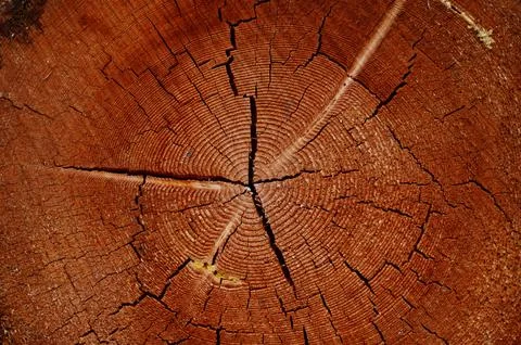 Surface a felled tree trunk background, wood texture of annual rings and cracks. Stock Photos