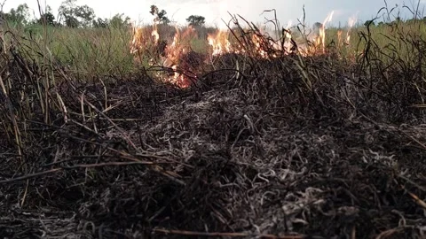 Surface fire slowly spreading through dry grass and rice straw on farm Video stock 335731671