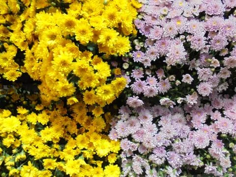 The surface of flower Stock Photos