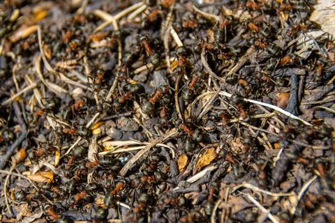 The surface of a forest anthill on which many worker ants run Stock Photos