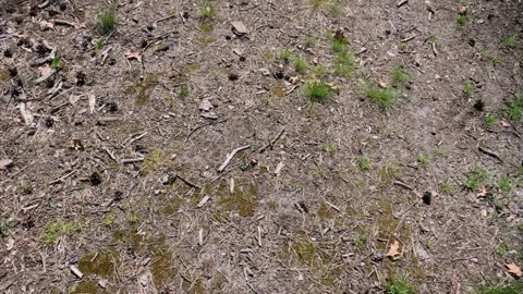 The surface of the forest ground on a sunny day. Stock Footage 274462052