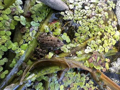 Surface of forest swamp with duckweed on surface, algae and reeds. River frog Stock Photos