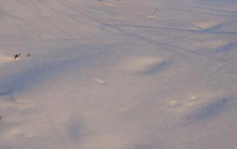 Surface of fresh snow in evening light Foto stock