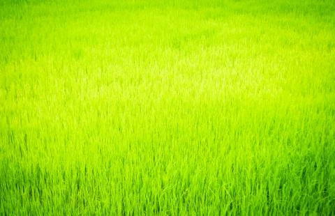 Surface grass Stock Photos