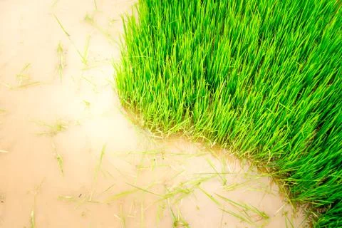 Surface grass Stock Photos