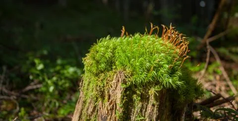 A surface of green moss inside the forest Foto stock