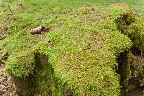 A surface of green moss inside the forest Stock Photos