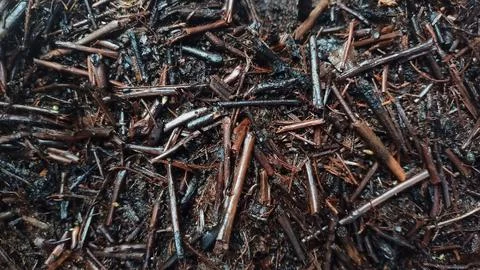 The surface of the ground is covered with small twigs Stock Photos