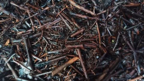 The surface of the ground is covered with small twigs Stock Photos