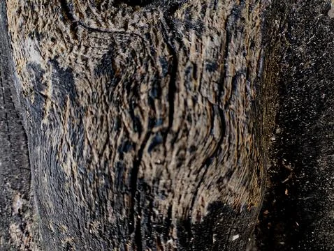 Surface of the guava tree trunk Stock Photos