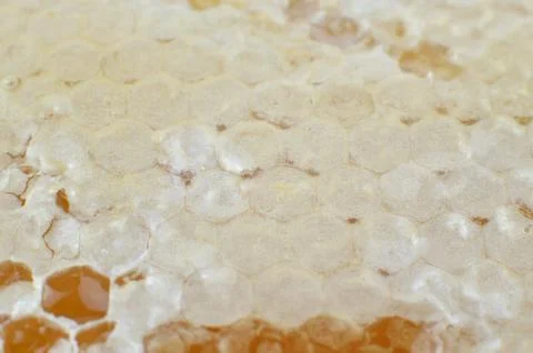 Surface of Honeycomb - Macro Stock Photos