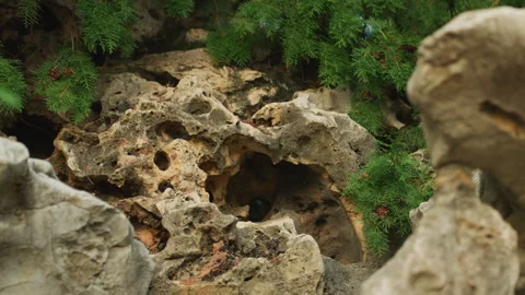 Surface with honeycomb patterns and lush moss growth. Zoomedin shot of porous Stock Footage 345160251