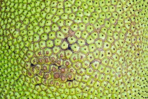The surface of jackfruit fruit Stock Photos