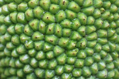 The surface of the jackfruit is green Фото