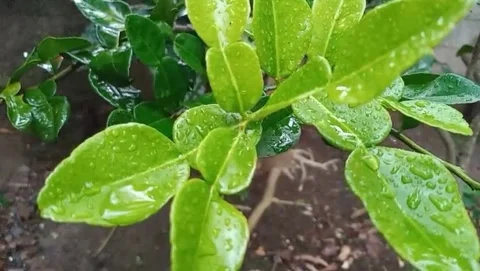 The surface of the kaffir lime leaves is very smooth Video stock 319987564