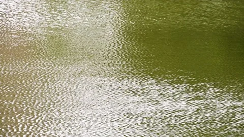 Surface of a lake or pond Stock Footage 168464455