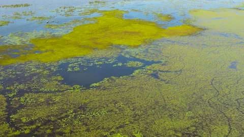 The surface of the lake with plants and duckweed. Stock Footage 233398467