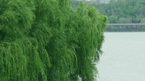 The surface of the lake - willow trees swaying in the wind Stock Footage 259123377